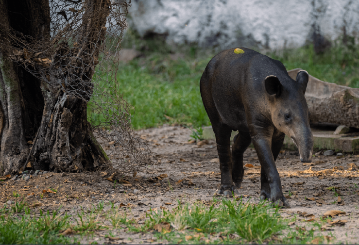 Santuario del Tapir en Kinchil, Yucatán, podría concretarse a finales de año