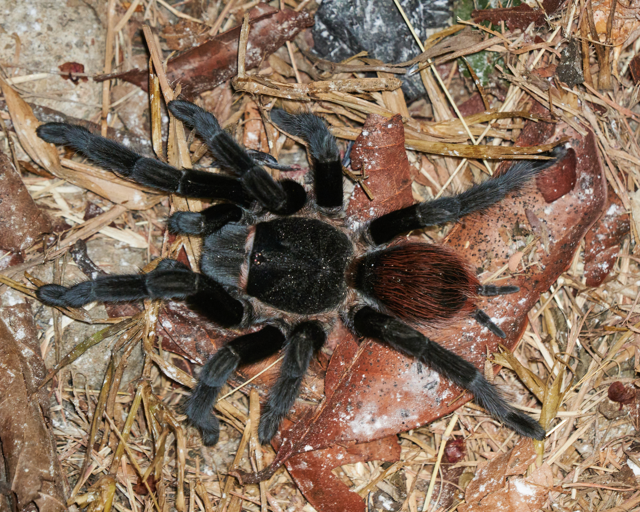 Chiwol, chaku nak’ ts’o’oke’ noj chíikul ti’al u noojol-lak’inil México 
