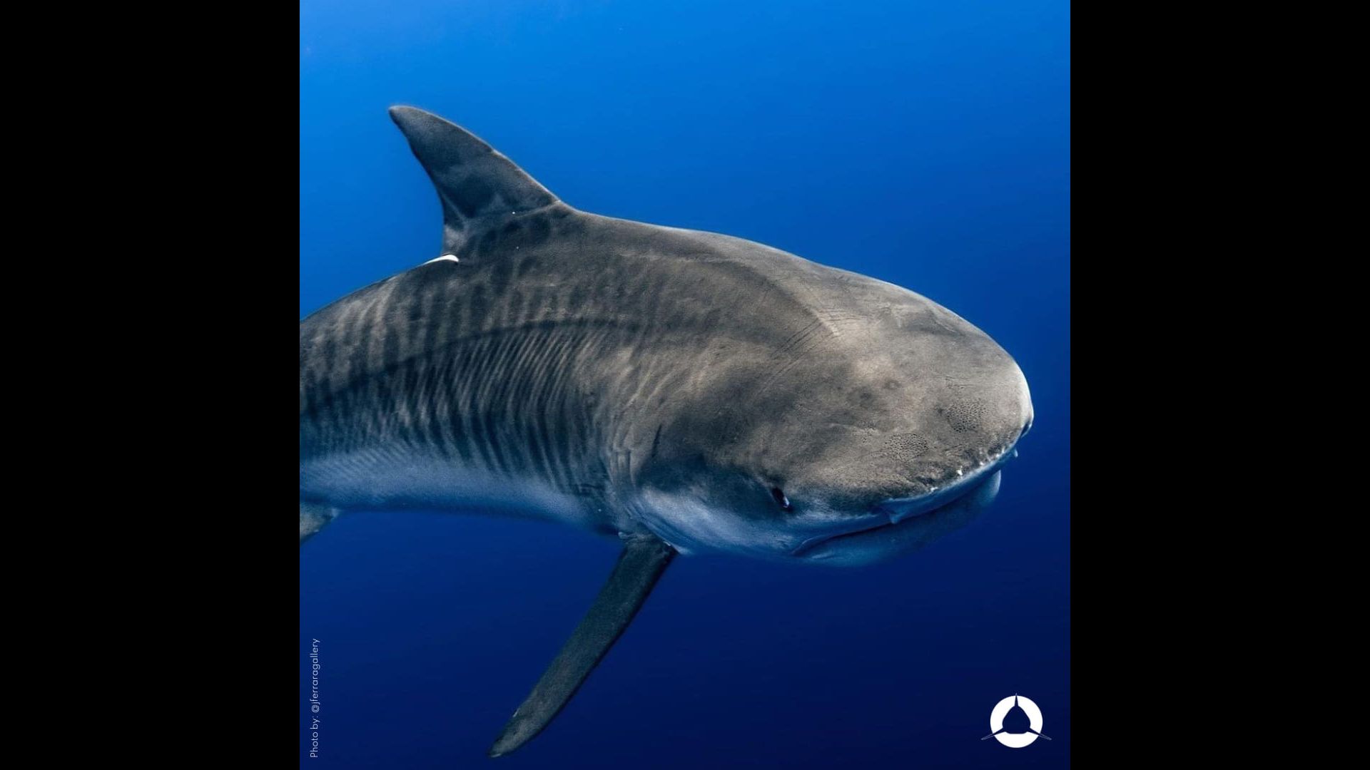 La costa de Quintana Roo vive una transformación ecológica sin precedentes: Saving Our Sharks