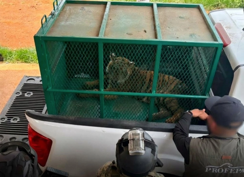 Profepa asegura dos tigres de bengala abandonados en la sierra La Parota, Michoacán