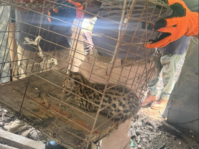 Rescatan a cachorro de tigrillo en Tulum