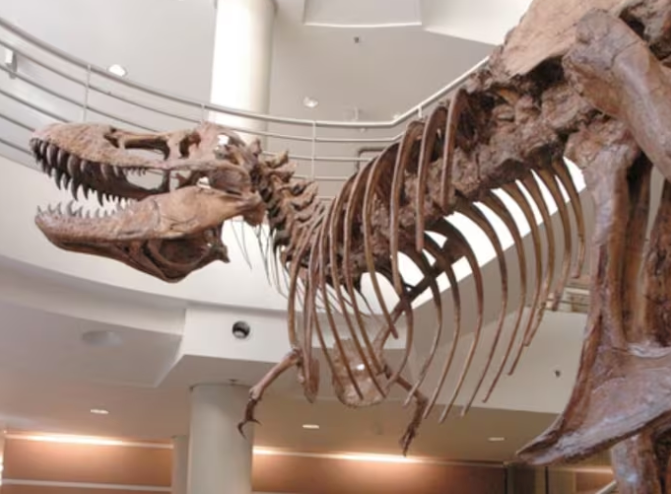 Dinosaurios con brazos diminutos desarrollaron cabezas poderosas: Esto dice el estudio
