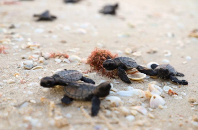 Temporada de anidación de tortugas en Yucatán coincide con Semana Santa; autoridades piden no invadir playas con vehículos