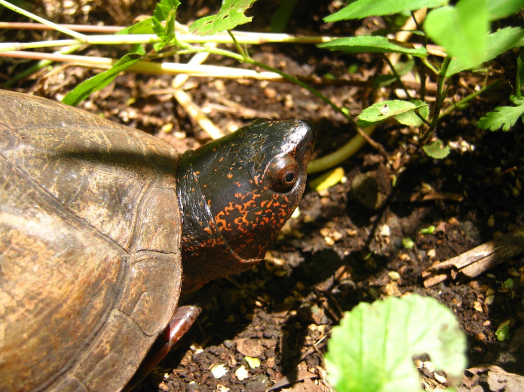 Tortuga candado, atacada por su caparazón y carne