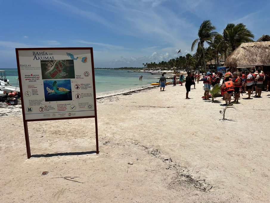 Suspenden nado con tortugas en Akumal, QRoo