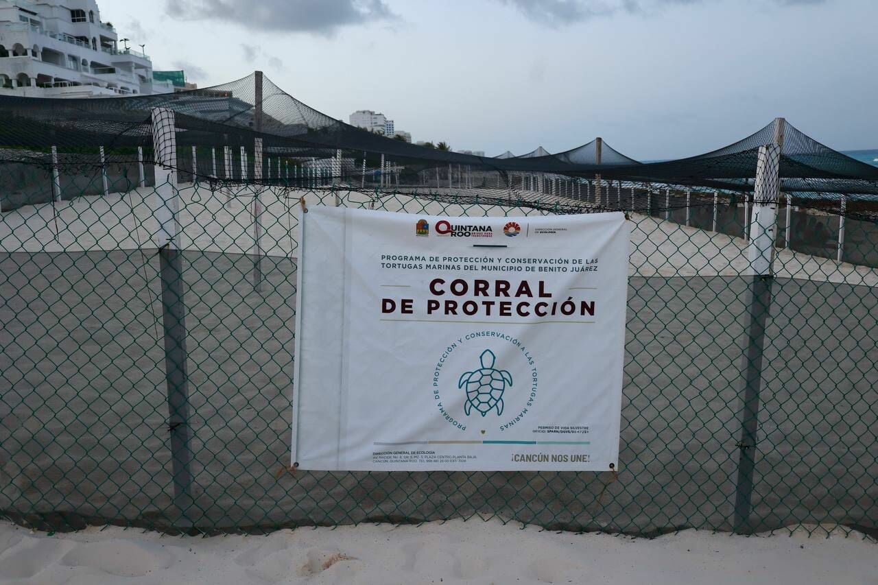 Más de un millón 200 mil huevos de tortuga resguardados en Cancún durante la temporada de desove