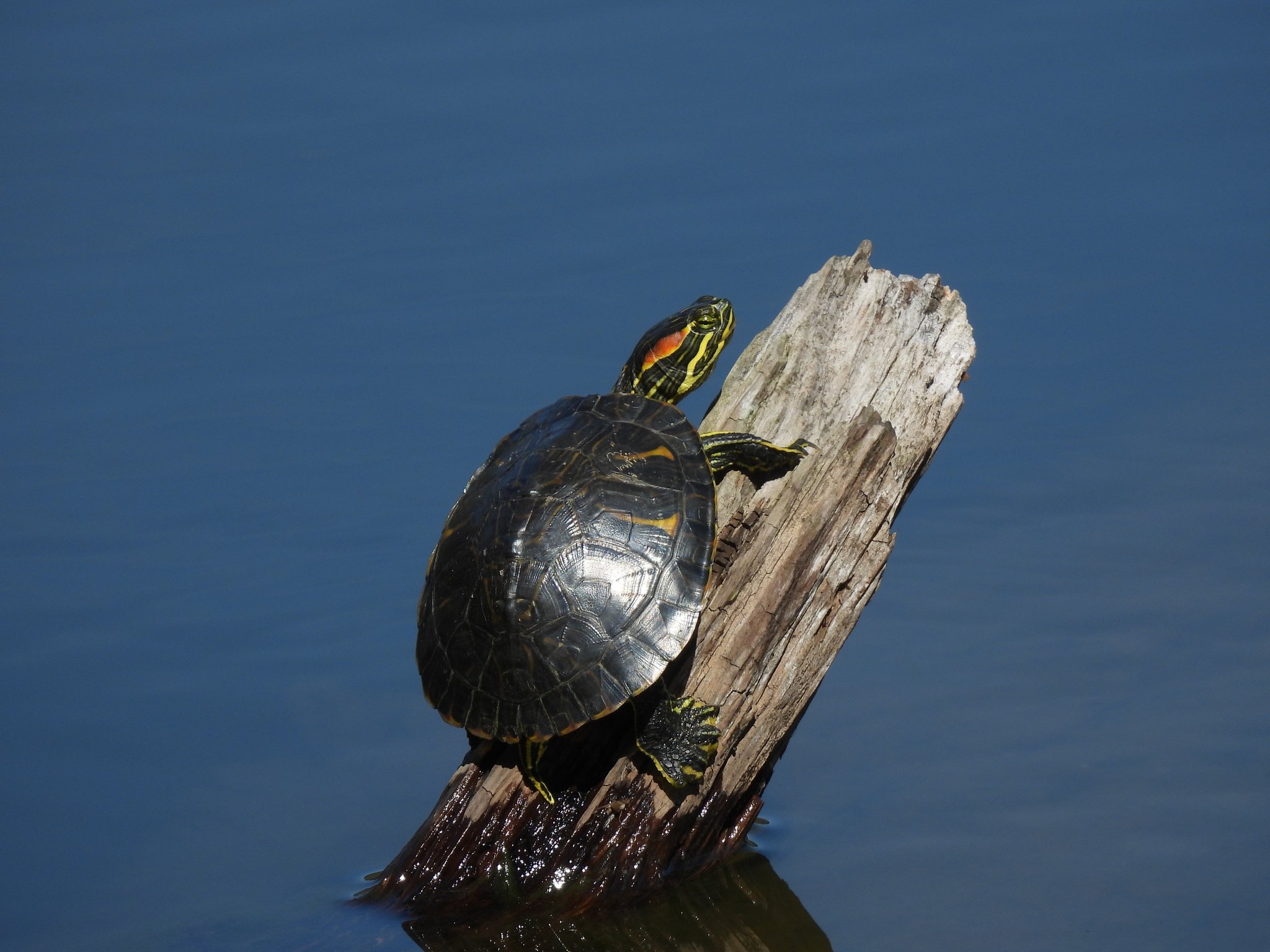 Áak, juntúul chan ba’alche’ suuka’an u yaalak’ta’al tu chichnil