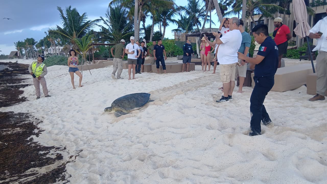 Rescatan enorme tortuga de 220 kilos de una piscina de un hotel de la Riviera Maya
