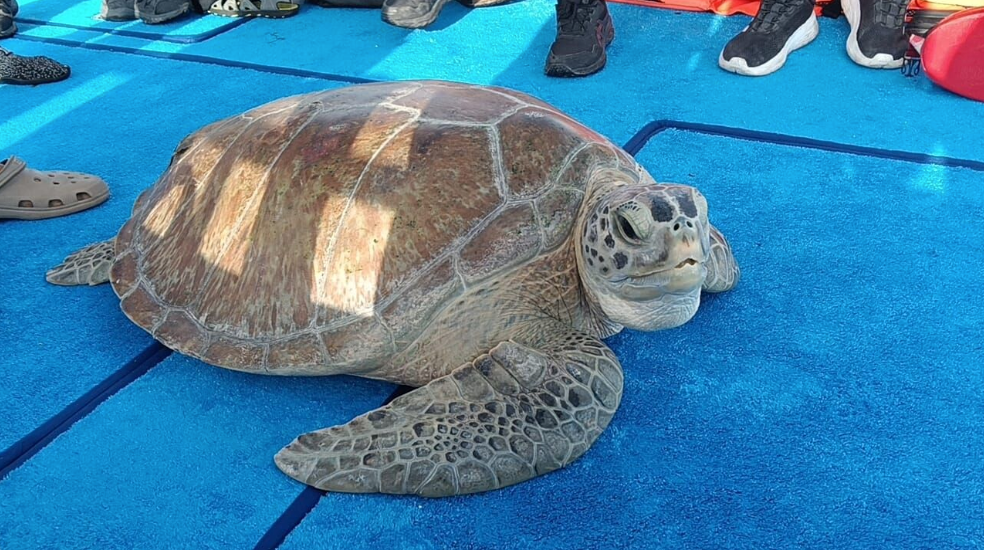 Regresan tortugas al mar tras rehabilitación en QRoo