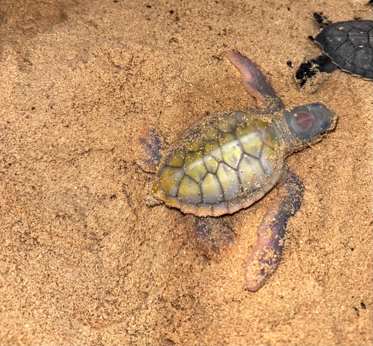 Nace tortuga albina en Punta Sur de Cozumel