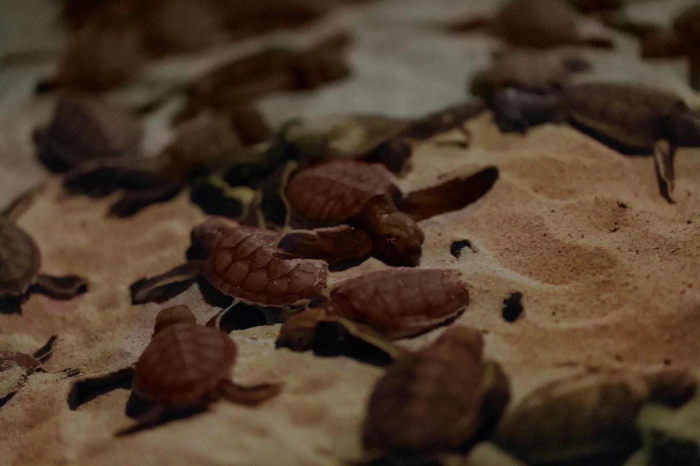 Ultiman detalles para el inicio de la temporada de anidación de la tortuga marina en Quintana Roo