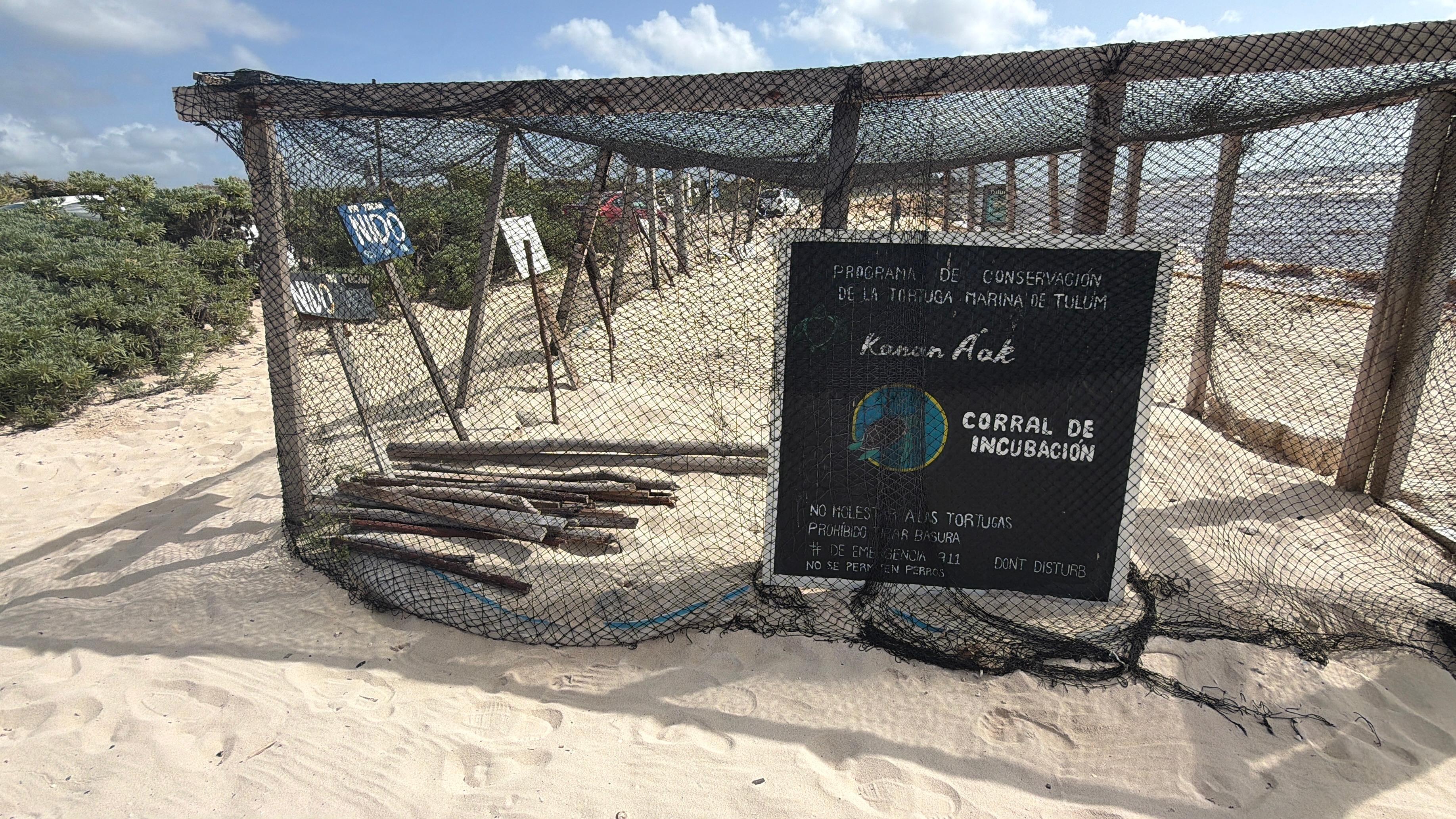 Tulum registra más de 6 mil nidos de tortugas, pero el mobiliario en playas amenaza a las crías