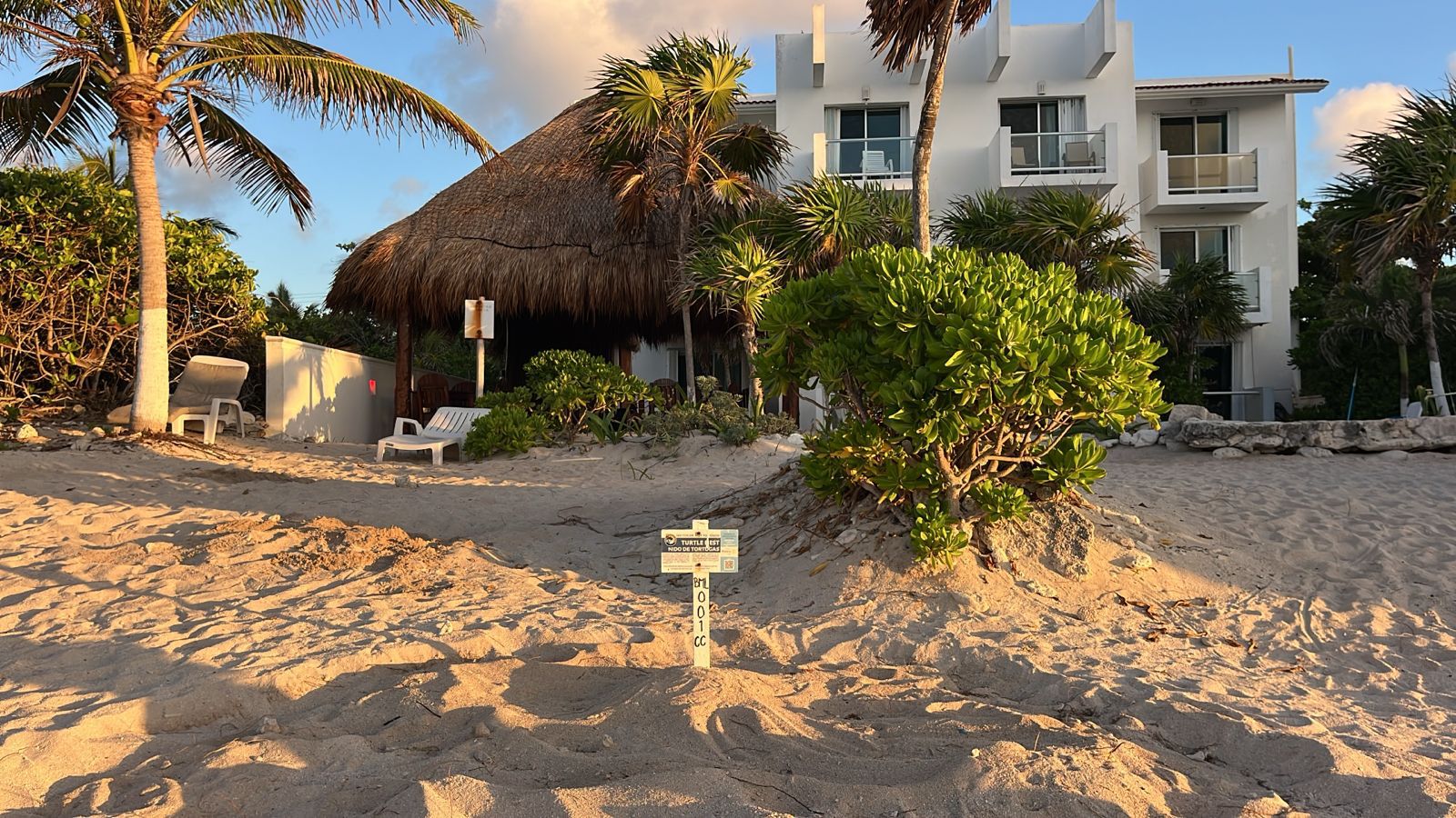 Llegan a desovar a Tulum las primeras tortugas de la temporada