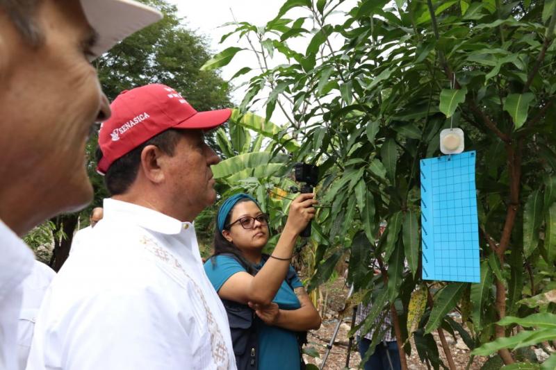 Instalan trampas para reducir la mosca del gusano barrenador en Yucatán