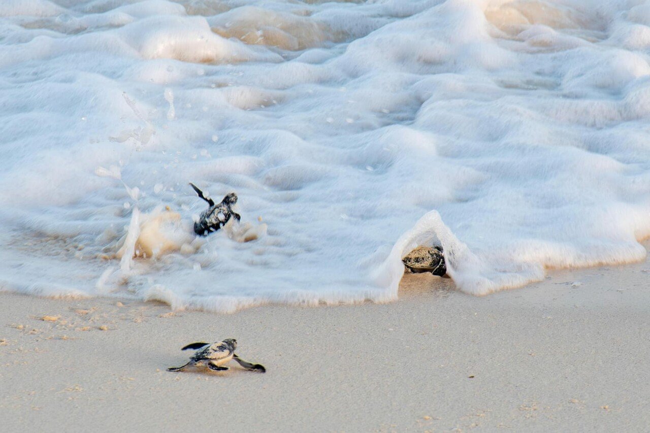 Concluye la temporada de liberación de tortugas marinas 2025 en Cozumel