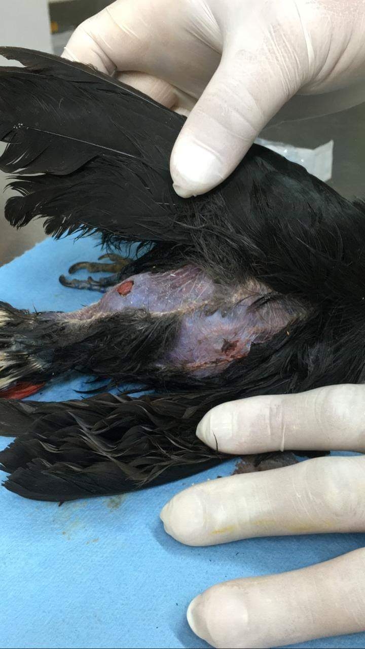 Asesinato de tucán acentúa depredación de fauna silvestre en Yucatán