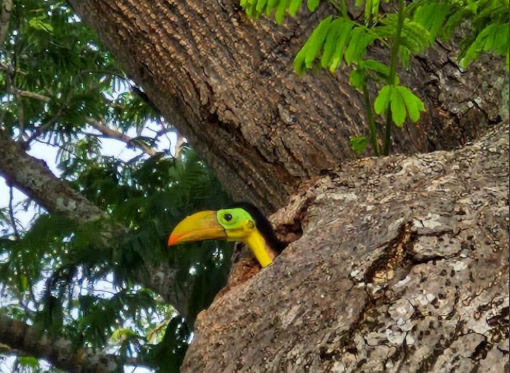 Reportan nacimientos de tucanes en parque de Champotón