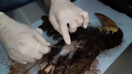 Investiga Profepa muerte de tucán en Mérida; interpondrá una denuncia penal