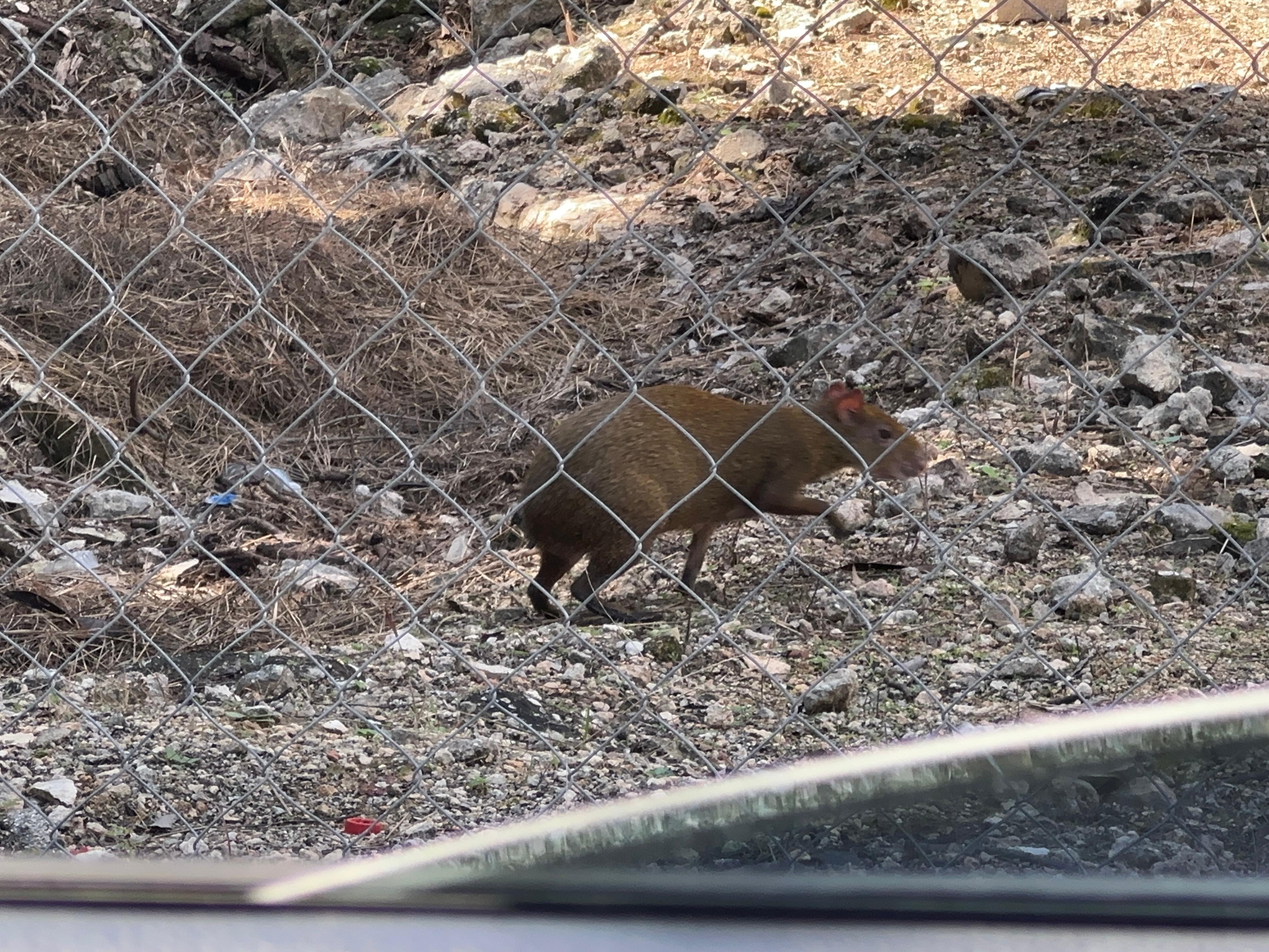 Invitan a la población de Tulum a reportar avistamientos de fauna silvestre