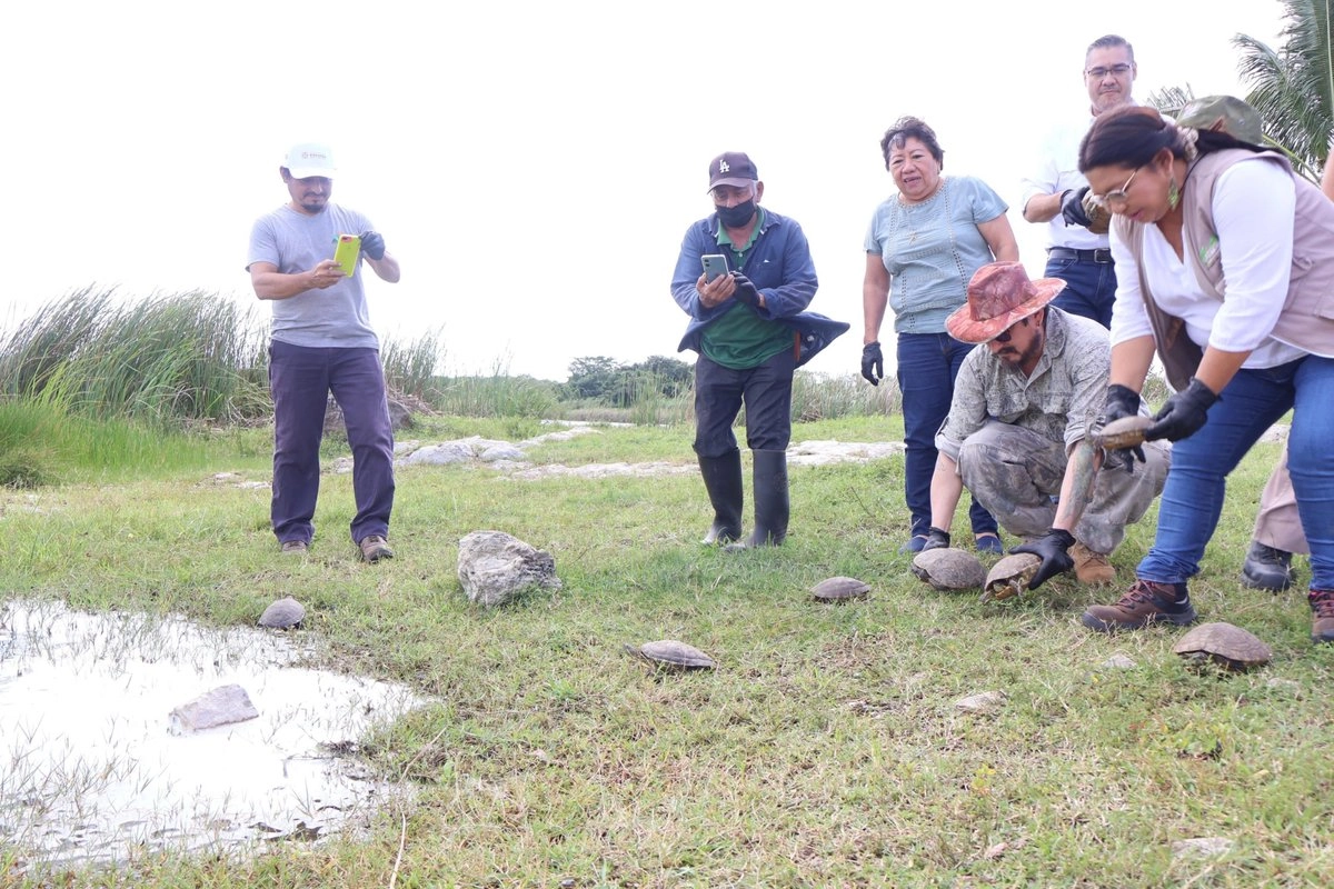 Reintegran un total de 90 tortugas a la Reserva Lagunas de Yalahau, Yucatán
