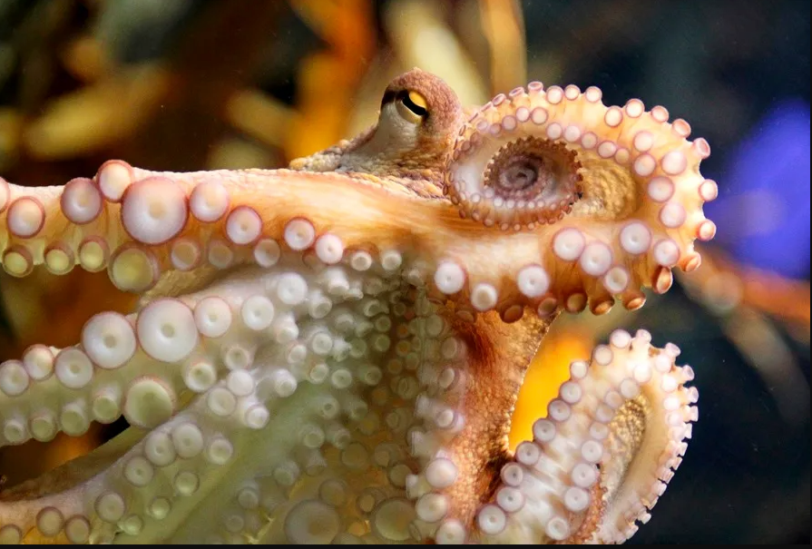 Los pulpos poseen un brazo reproductor que detecta a las hembras sin verlas: Esto dice nuevo estudio