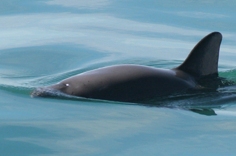 México reduce zona de protección de la vaquita marina para equilibrar la actividad pesquera