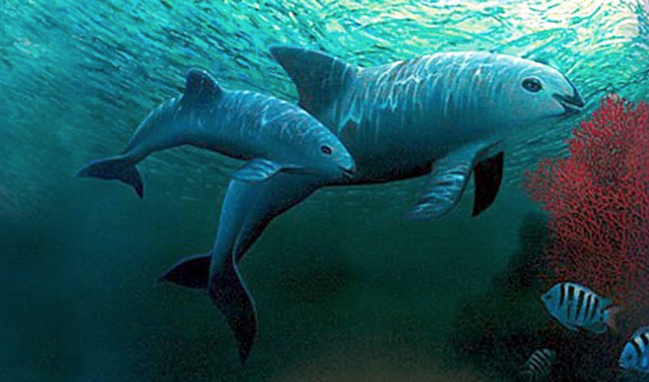 La situación de la vaquita marina mexicana, a examen en la próxima reunión de CITES