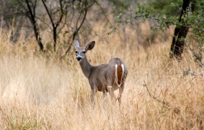 Cacería ilegal perjudica a campesinos que cazan por subsistencia