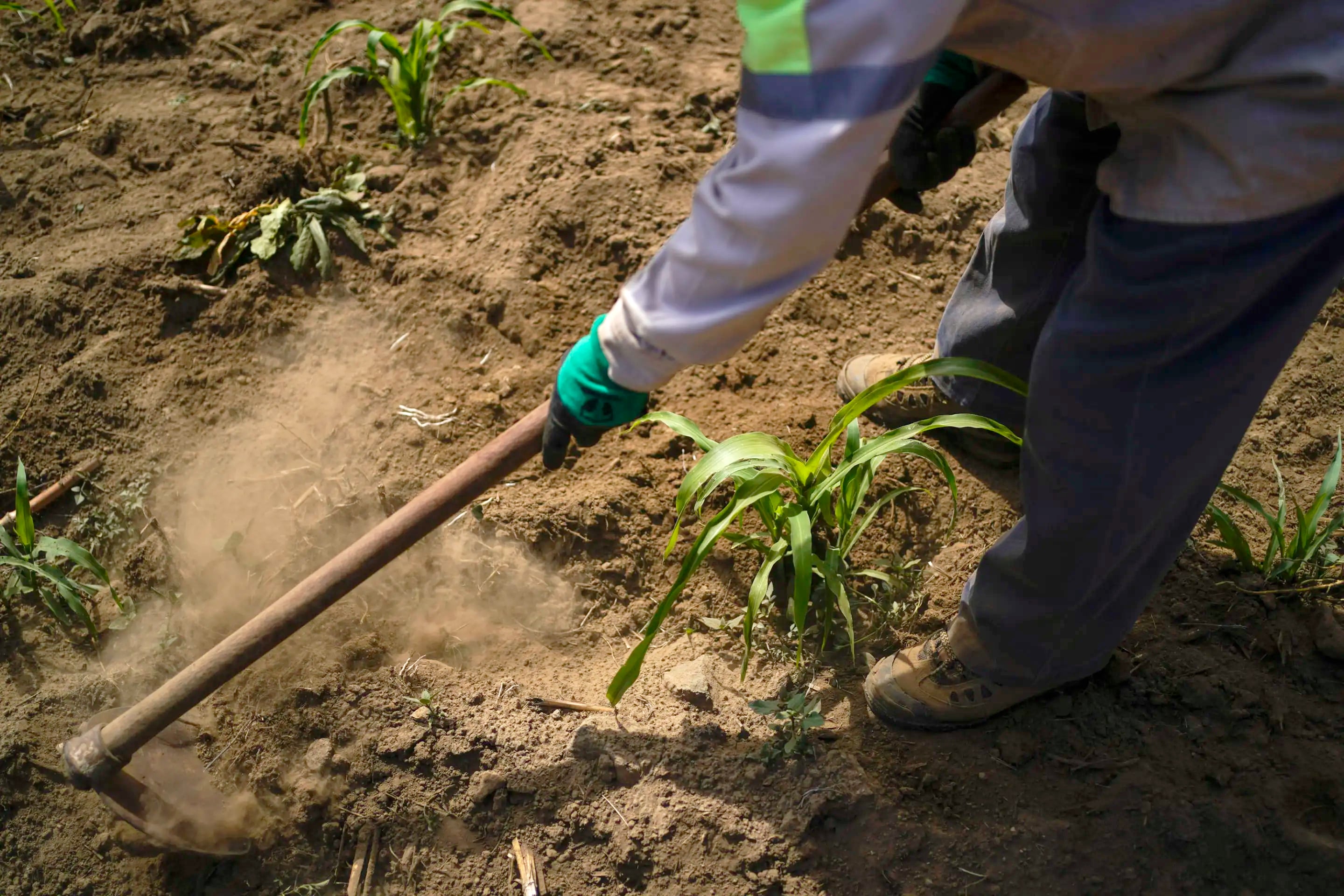 Sistemas alimentarios indígenas, ¿qué son?