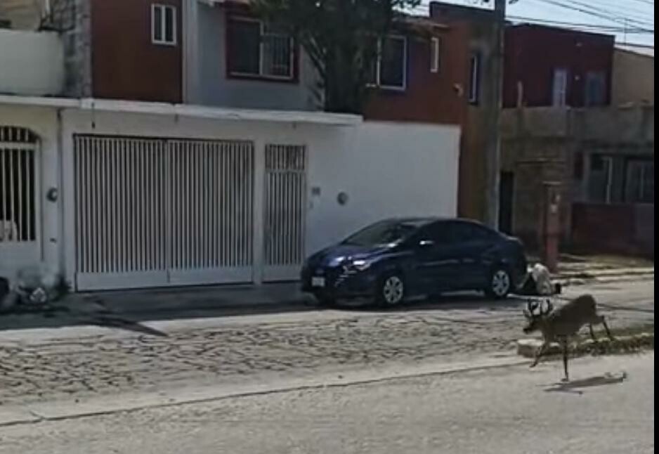 Venado se interna en zona habitacional Mundo Maya en Ciudad del Carmen