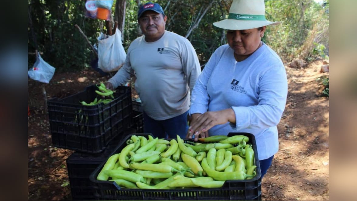Van por la Indicación Geográfica del chile xcatic en Yucatán para un reconocimiento global
