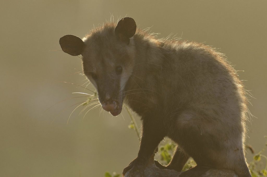 Envenenan a animales con croquetas en Mérida, denuncia Red Animal Yucatán