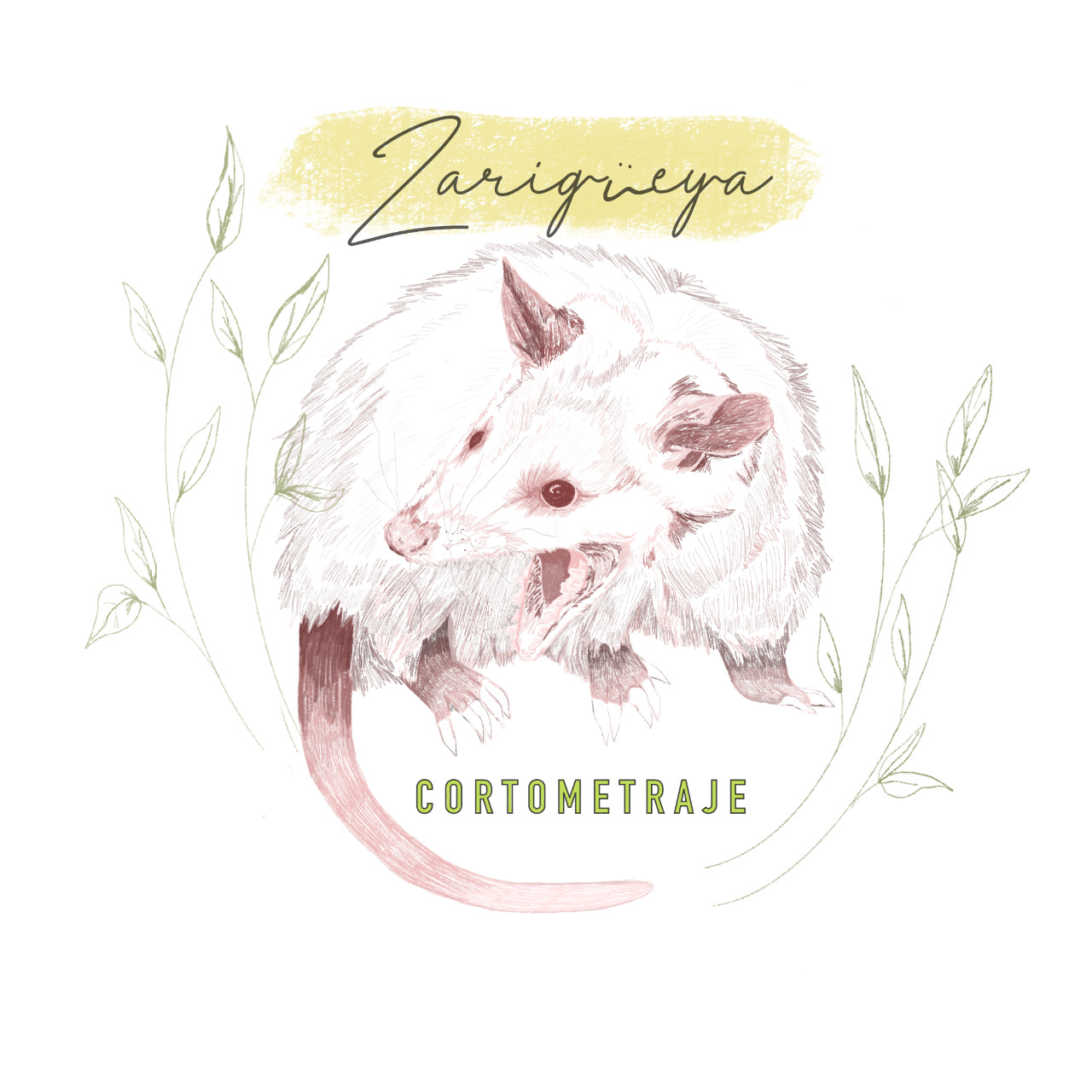 Cineastas buscan concientizar sobre la importancia de las zarigüeyas en Yucatán