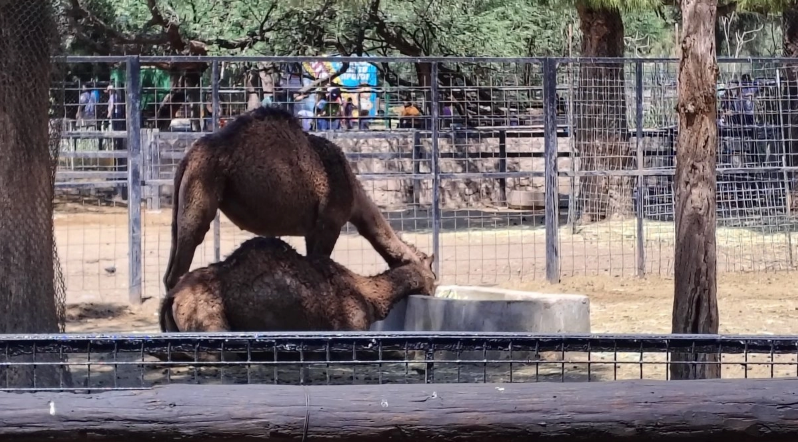 Guanajuato: Tras muerte de 24 borregos y fuga de lobos, Policía toma control del Zoológico de León