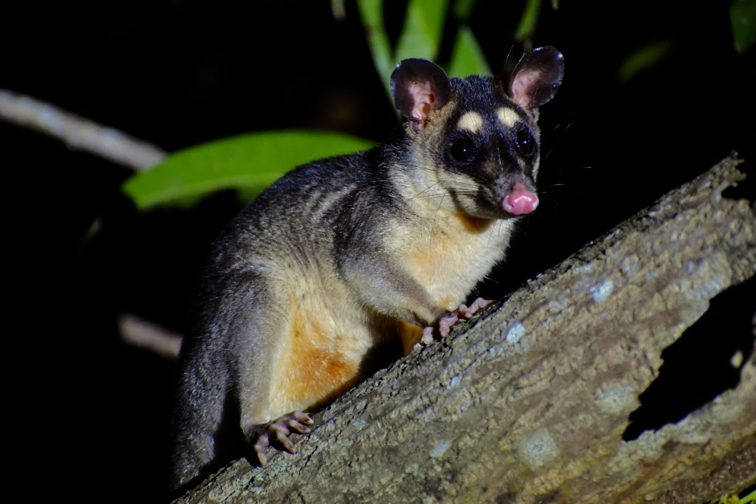 La oportunista zarigüeya cuatro ojos