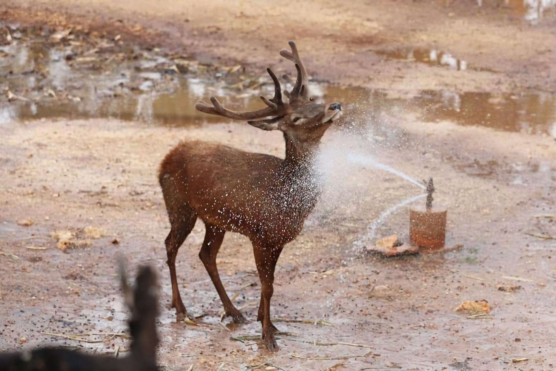 Durante la cuarentena en Yucatán, animales de los zoológicos están más relajados