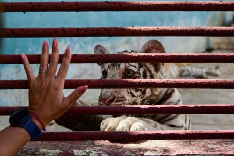 Zoológico Nacional de Cuba lucha por preservar especies protegidas entre apagones y falta de personal