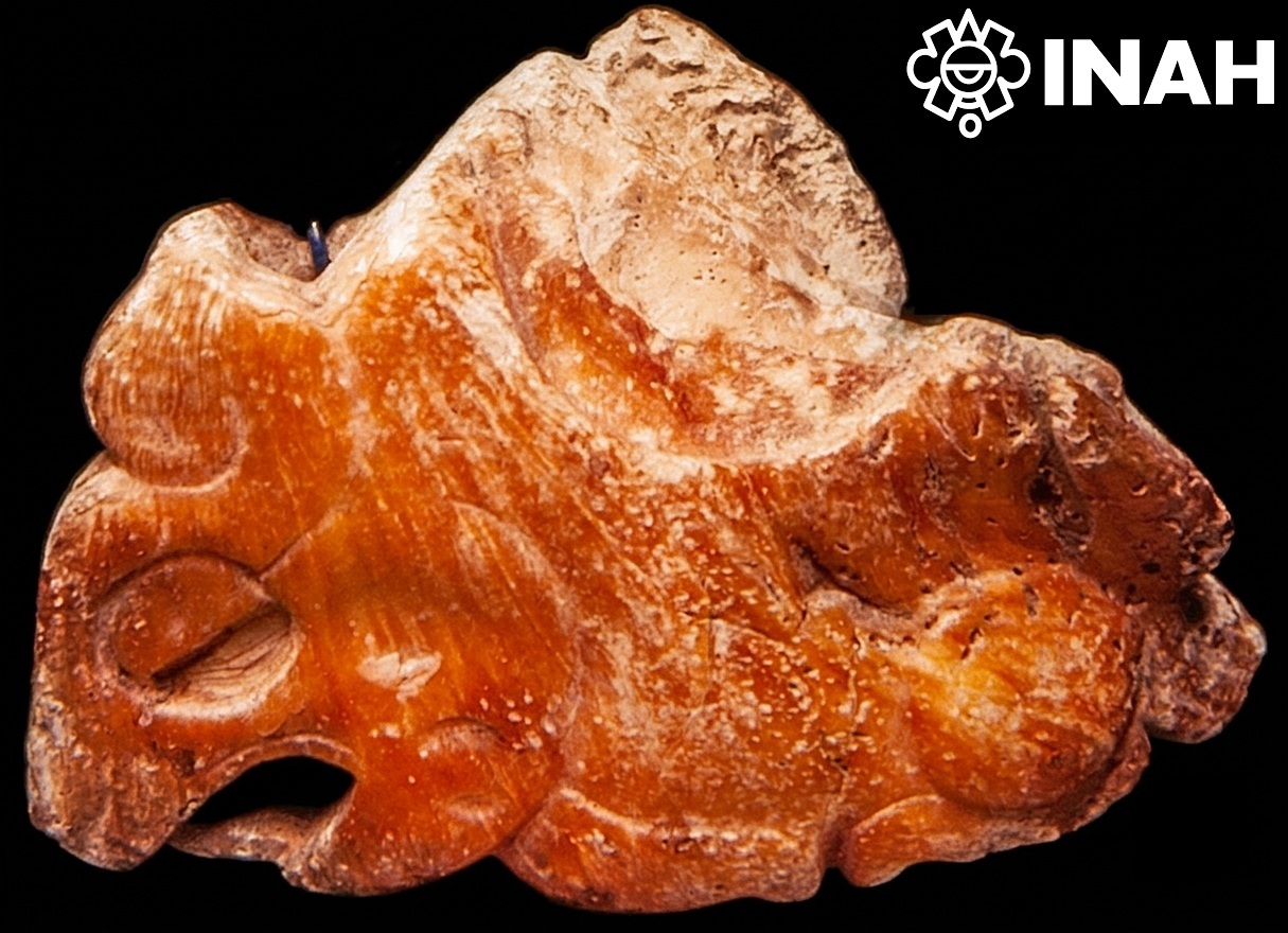 Spondylus: valvas de élite de los antiguos mayas