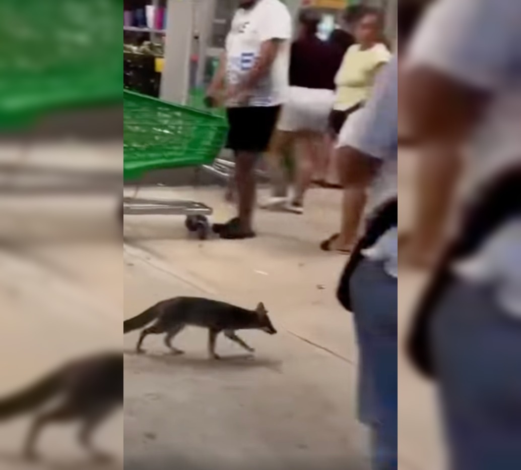 Activa Sesa vigilancia epidemiológica por hallazgo en zona urbana de una zorra gris con rabia 